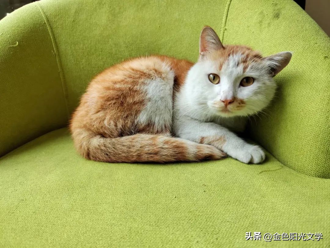 《逃宝》《咕咕》《古怪的猫》《灰灰》