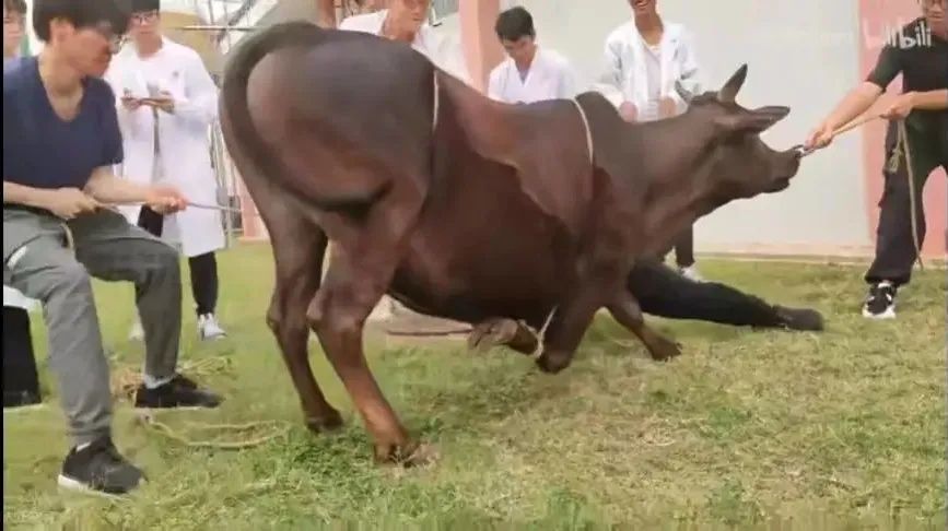 被黑天鹅打了,被黑天鹅攻击了