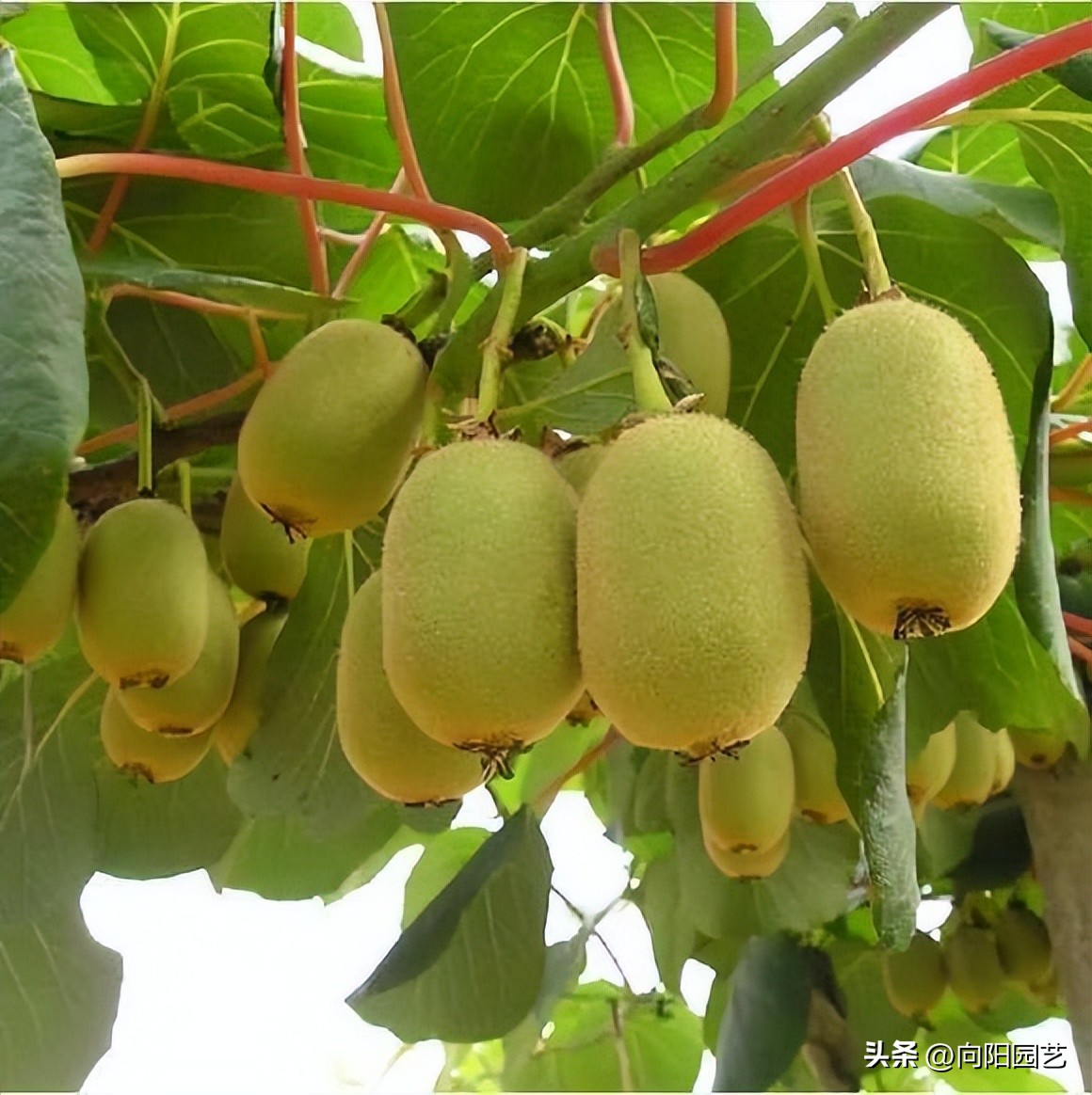 网上买果树苗哪里的假苗最多,网上买的果树苗是真是假