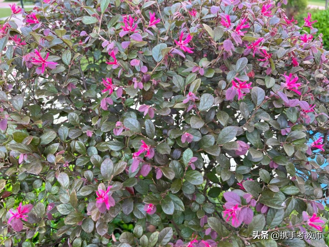 红花檵木的简介资料,红花檵木嫁接视频