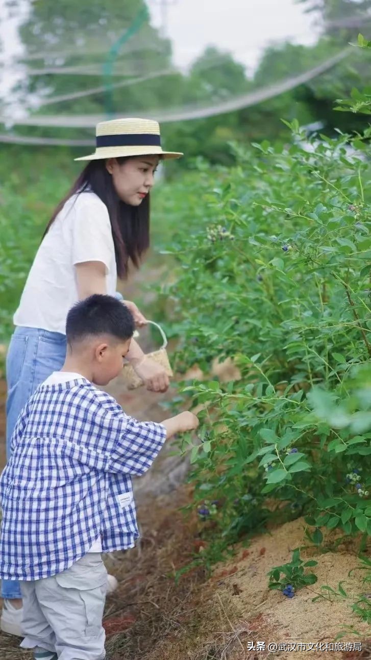 端午江夏旅游攻略,端午节江夏哪儿玩