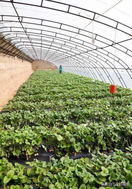 温棚草莓遇雪天该怎么办？不同雪天应细分管理，少走弯路促生产