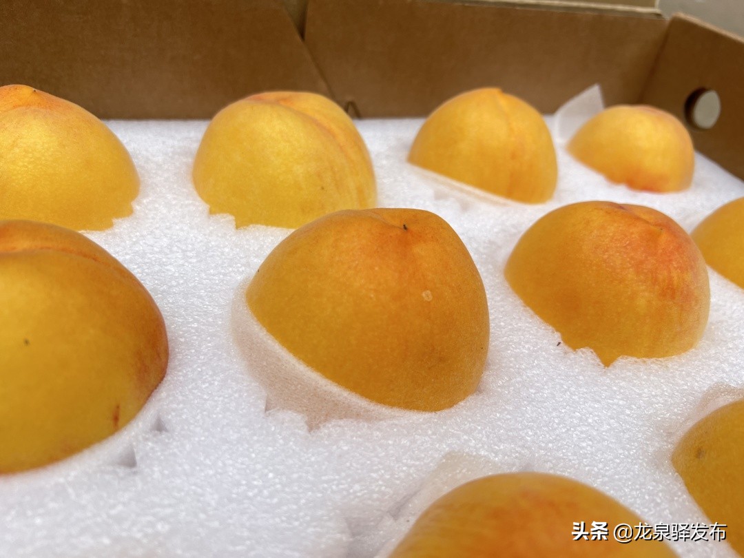 黄桃新品种中晚熟品种,晚黄金黄桃新品种介绍