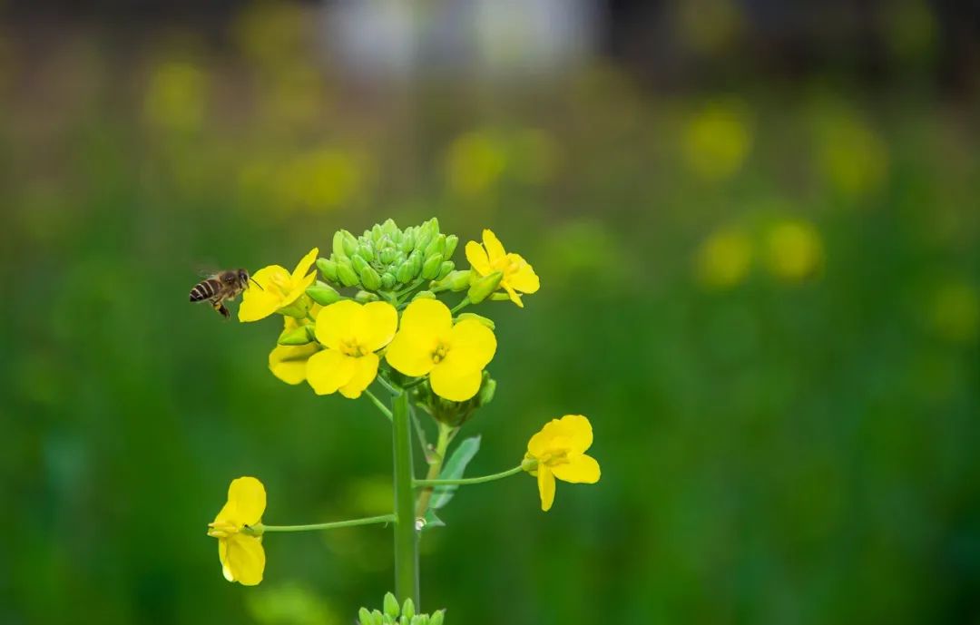 春末的春花盛开诗句,春花的诗句和优美句子