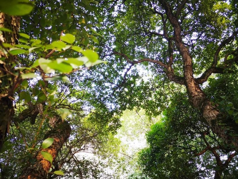 湖北考生报考武汉大学需要多少分,湖北多少分能上武汉大学