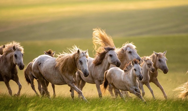 租客跟房东说要养宠物结果是匹马,租客和房东说养宠物结果是匹马