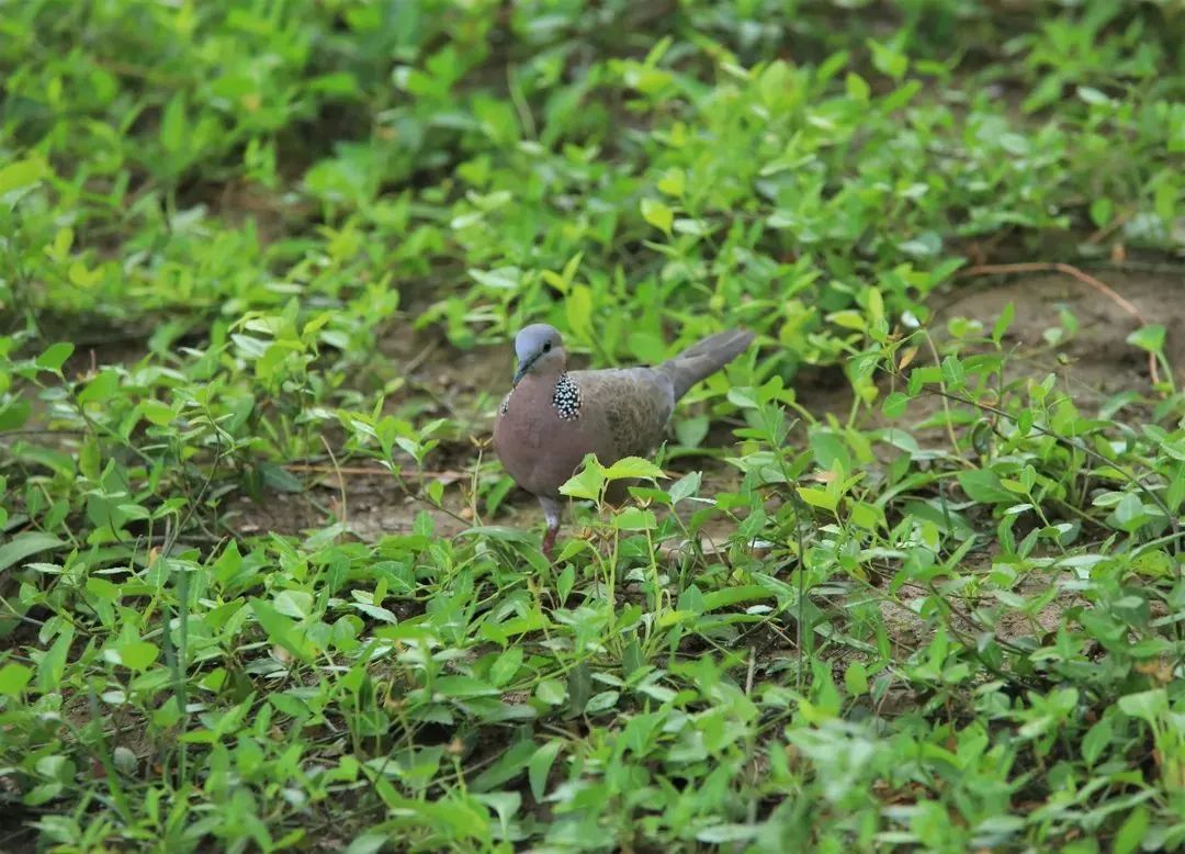 师大寻鸟记，这些小可爱，你都见过吗？