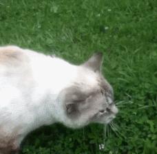 猫咪吃东西被噎住,猫咪吃东西卡住怎么救