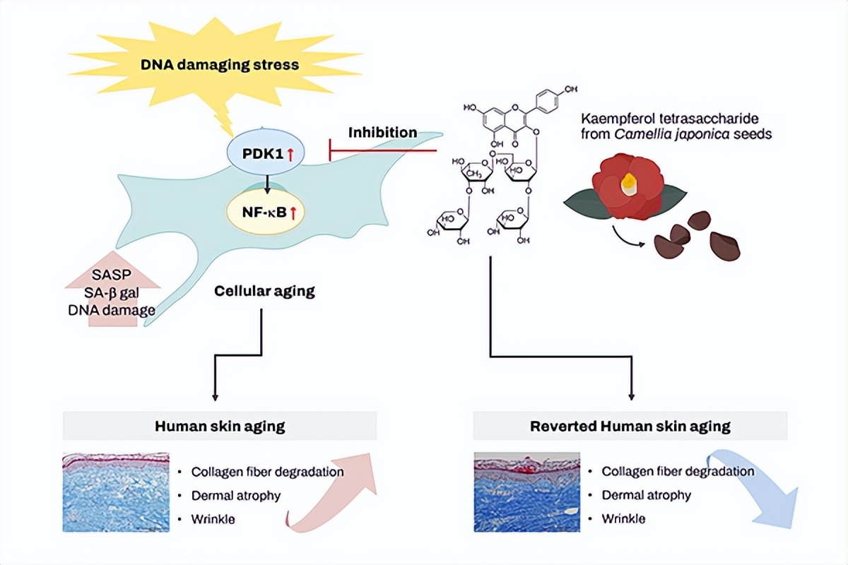 专访于剑：爱茉莉太平洋新政关键年，怎么落地中国市场？