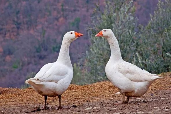 为什么现在的蛇不怕雄黄了,蛇为什么怕雄黄粉