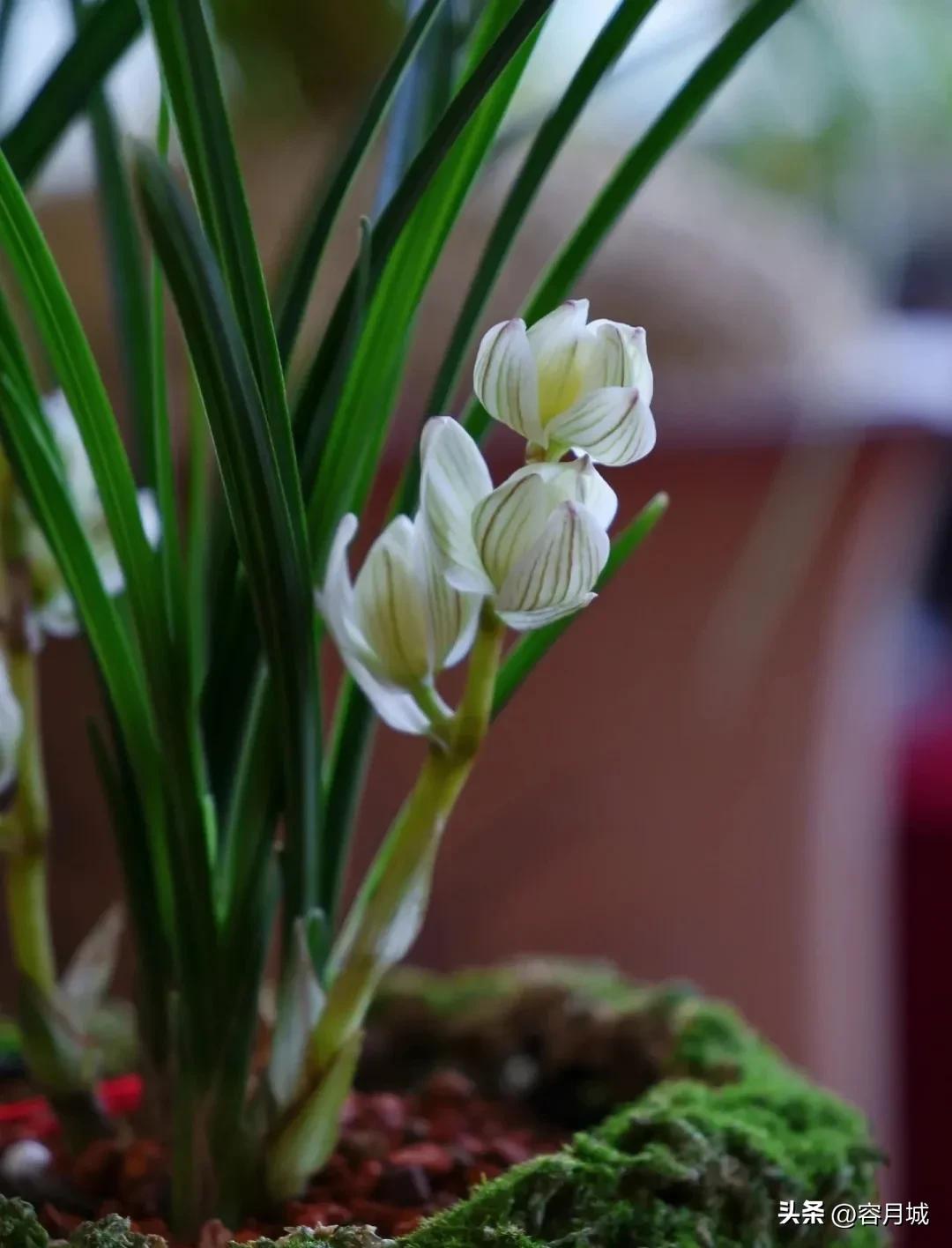 名贵兰花前十名,什么兰花被称为牢底坐穿兰