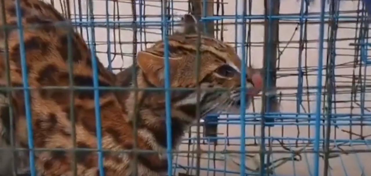 20年广东老太捡到一只“野猫”,越养越不对劲,专家看后立即报案