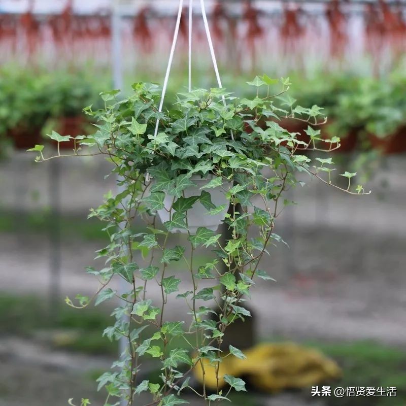 养什么花可以预防甲醛,什么花除甲醛且无毒