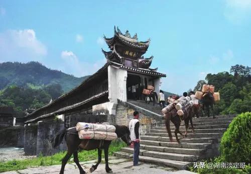 安化黑茶我的家乡,我的家乡益阳安化