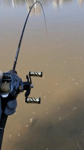 河边发现老鳖晒太阳,老鳖趴在河边