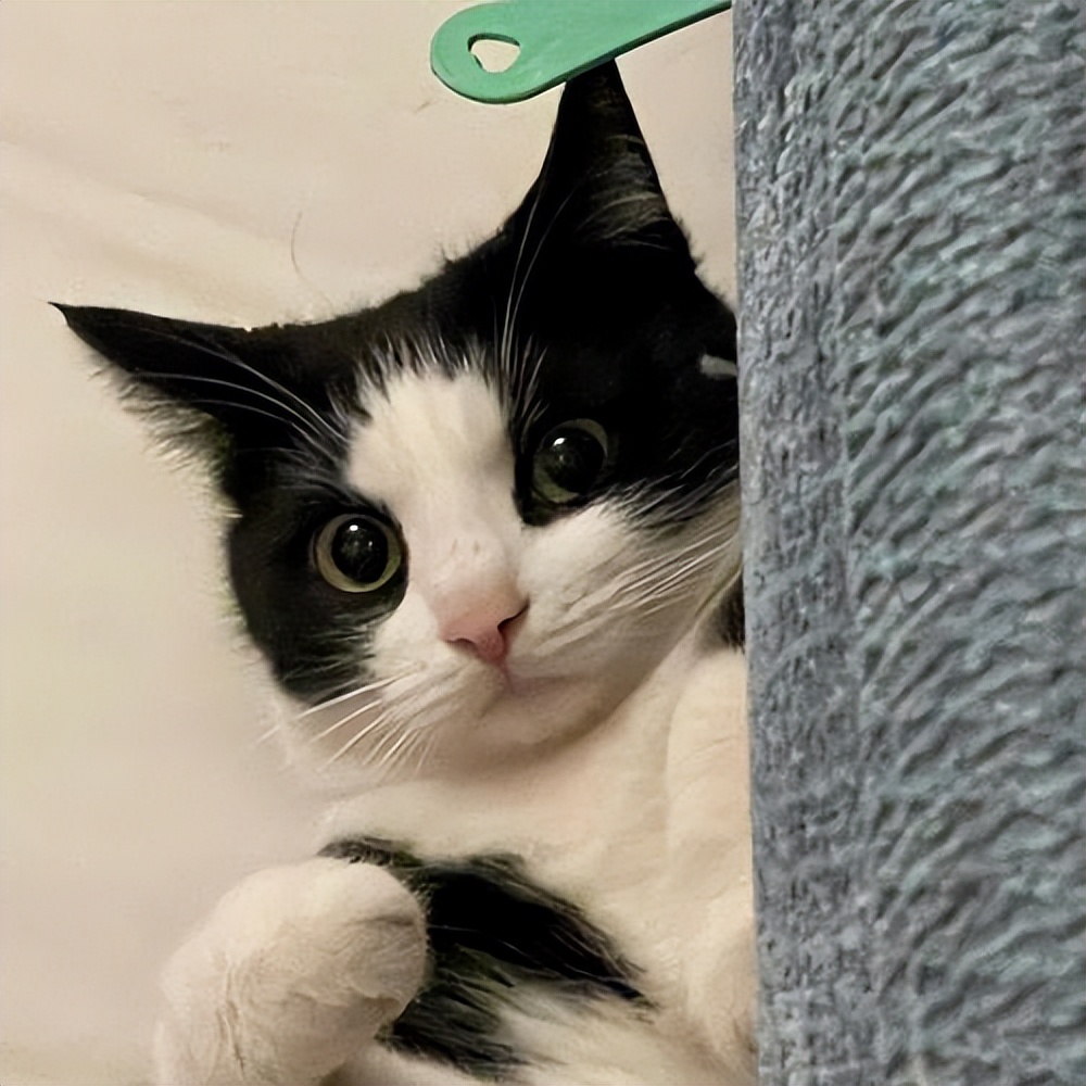 养什么猫比较好养又聪明又便宜,各种猫的优缺点新手适合养什么猫