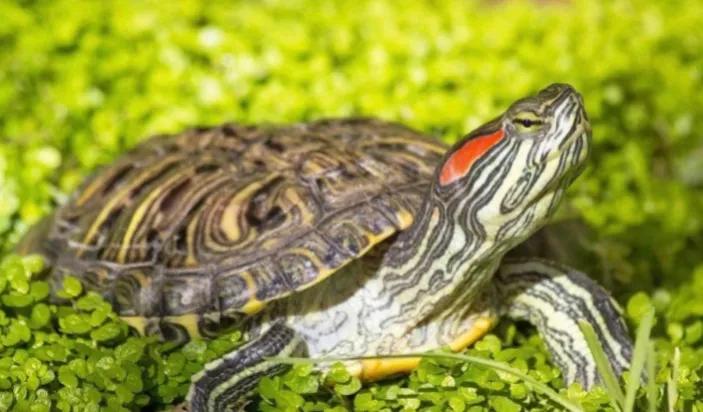 适合新手养互动性强的龟,什么品种的龟容易饲养和互动