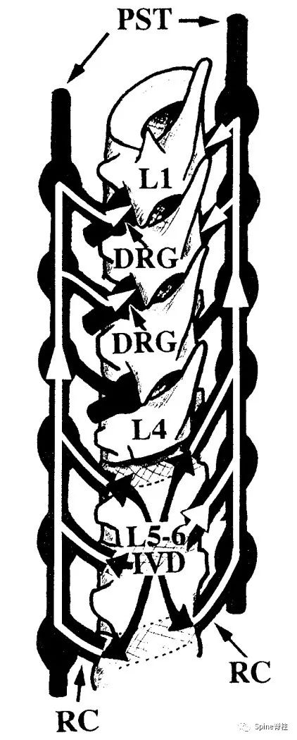 脊柱神经支配疼痛区域,脊柱神经支配的脏腑