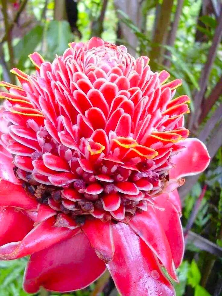 似火炬般的花朵，名字叫做火炬姜