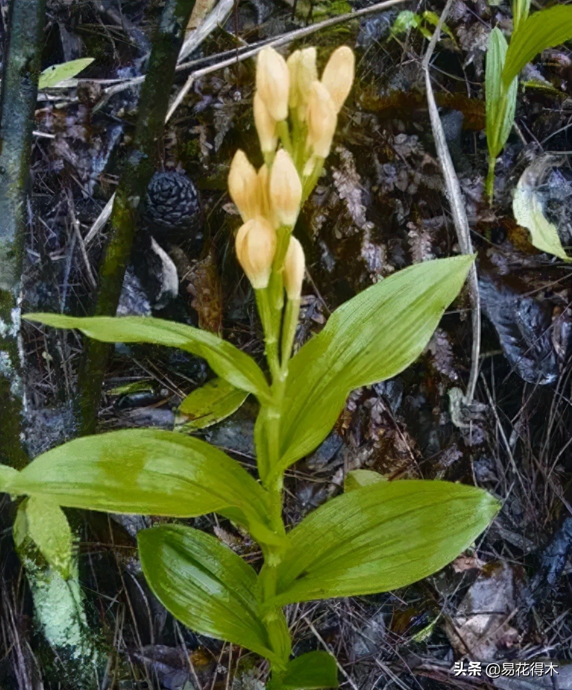 十大野生名贵兰花虎头兰,名贵兰花常见品种介绍图片