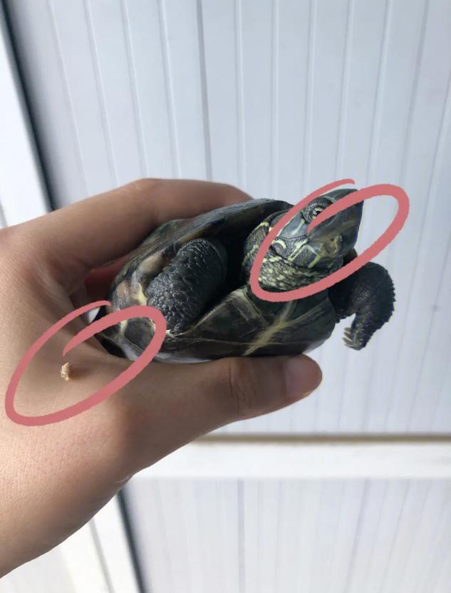 乌龟疥疮病防治,乌龟疥疮患病原理