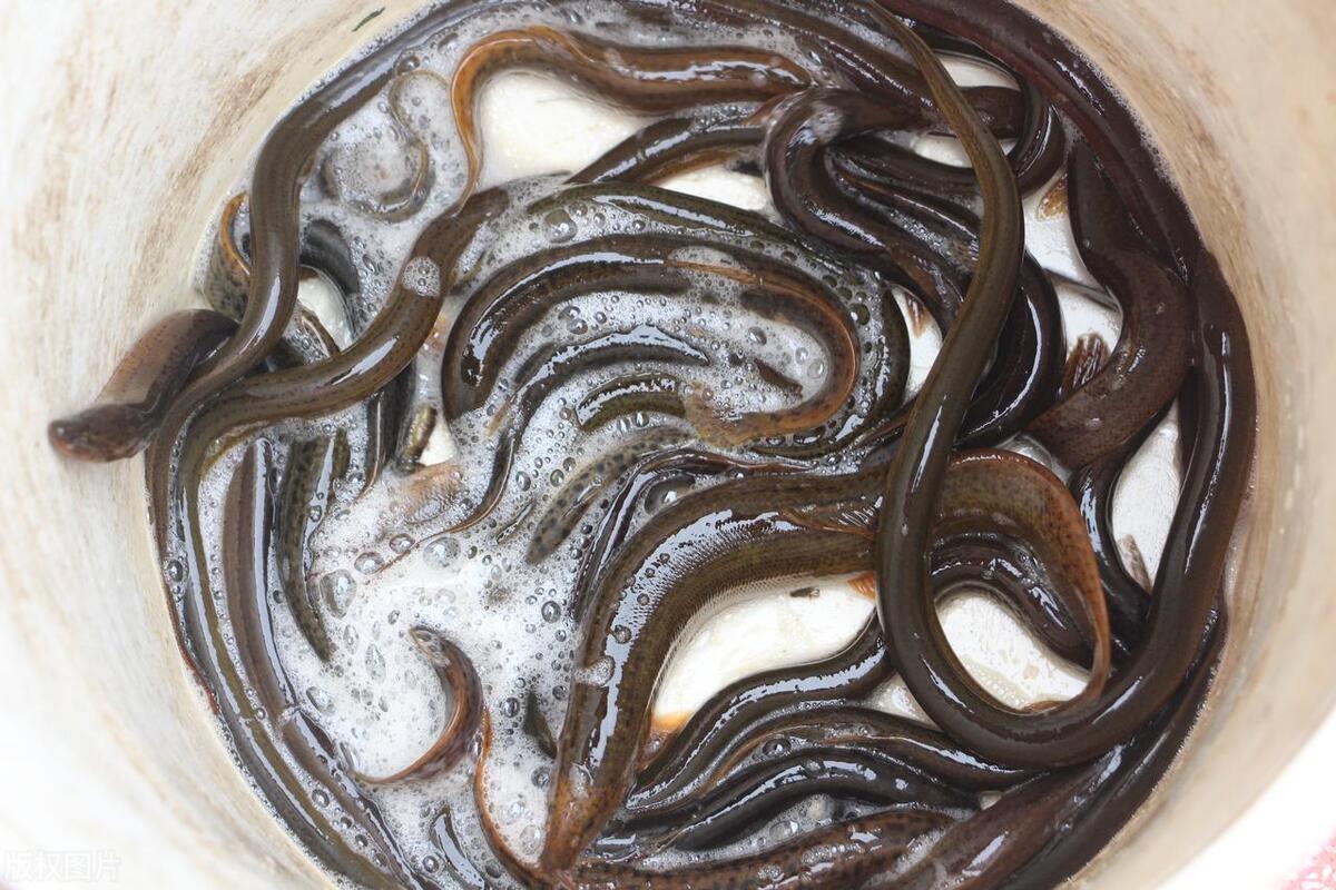 泥鳅养殖病害防治方案,养殖泥鳅易出现的病害