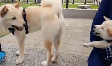 没有责任心？公狗从不抚养自己的“骨肉”，其实有这些原因