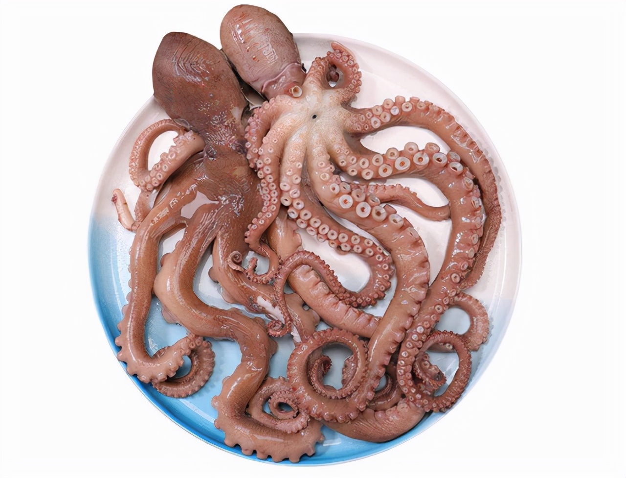 世界上最聪明的人类大脑,人类历史上最聪明的动物