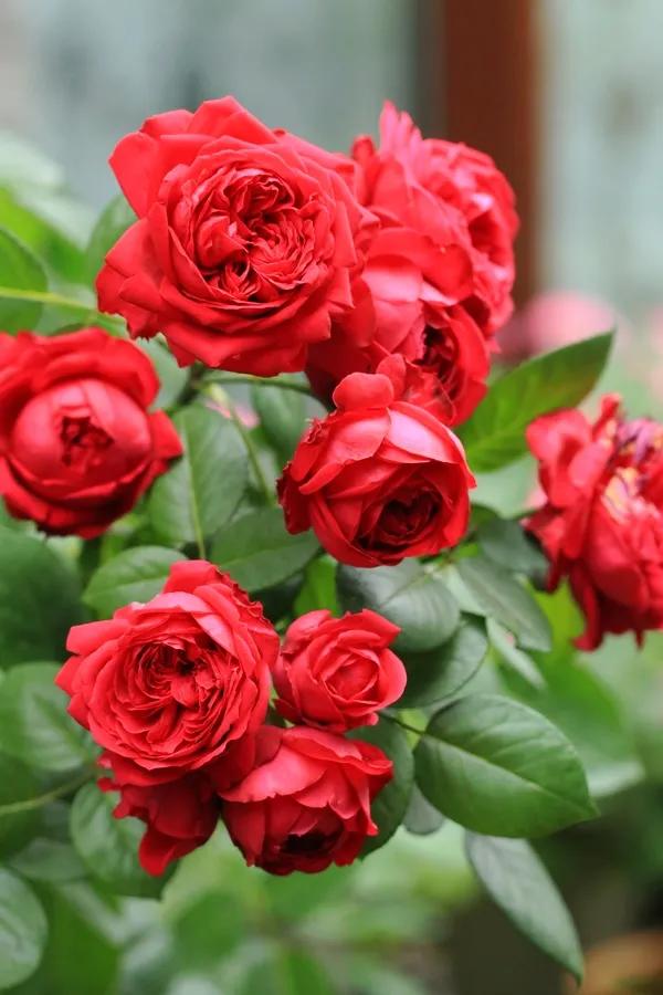 月季美图100张,月季花唯美高清图片大全