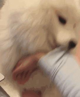 狗狗每天叫你起床,狗狗每天都叫醒你