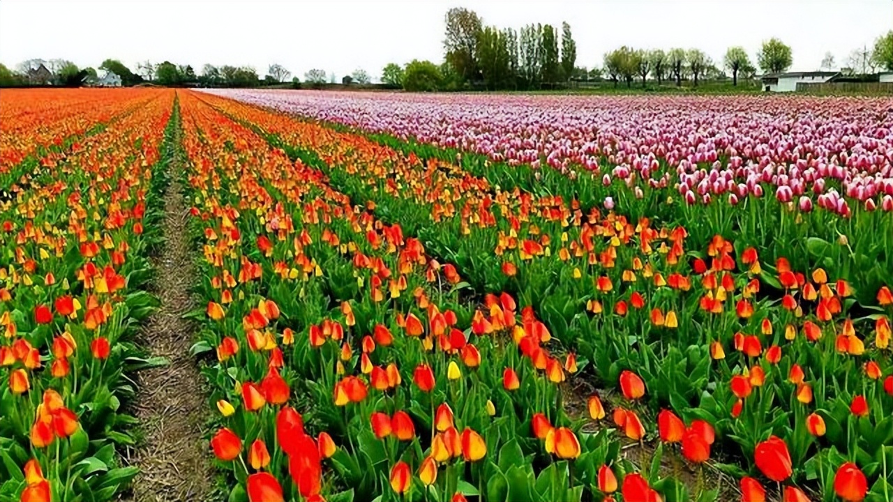 荷兰这个国家究竟有多开放？许多有争议的事情，在这却习以为常