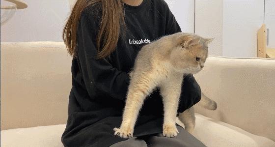 猫掉毛严重怎么办其实方法很简单,猫毛粘衣服怎么办小妙招教你解决