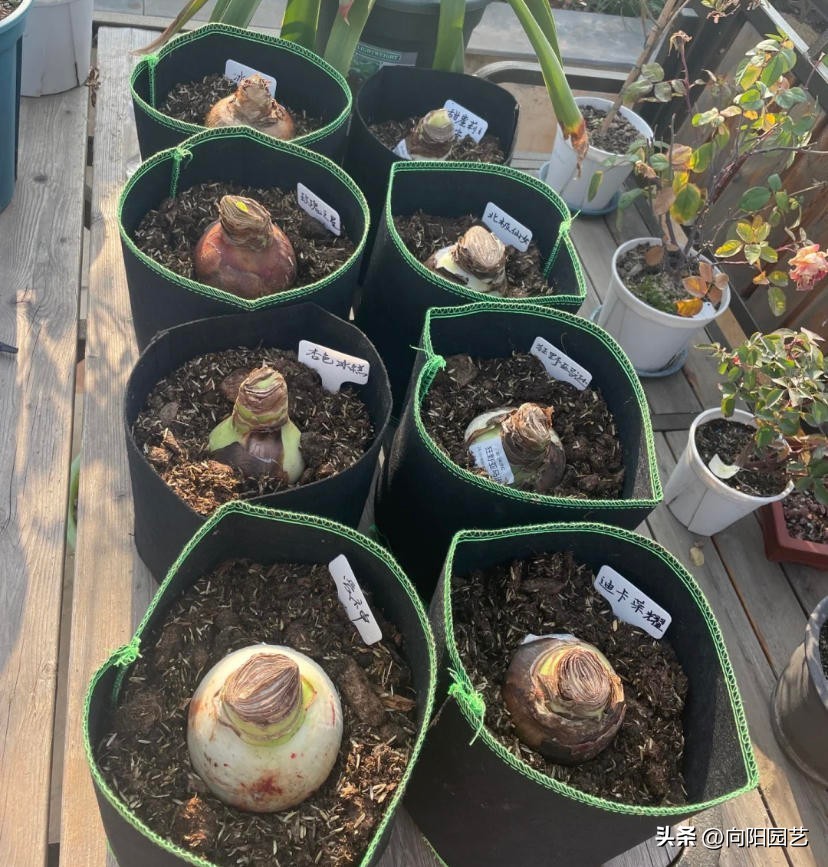 5块钱就想买到进口朱顶红？买三个还送一个？小心被骗！