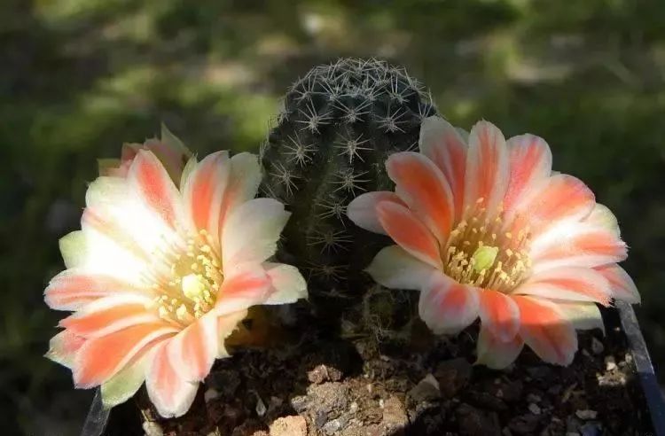 200种·仙人球开花图鉴，大开眼界，美到爆