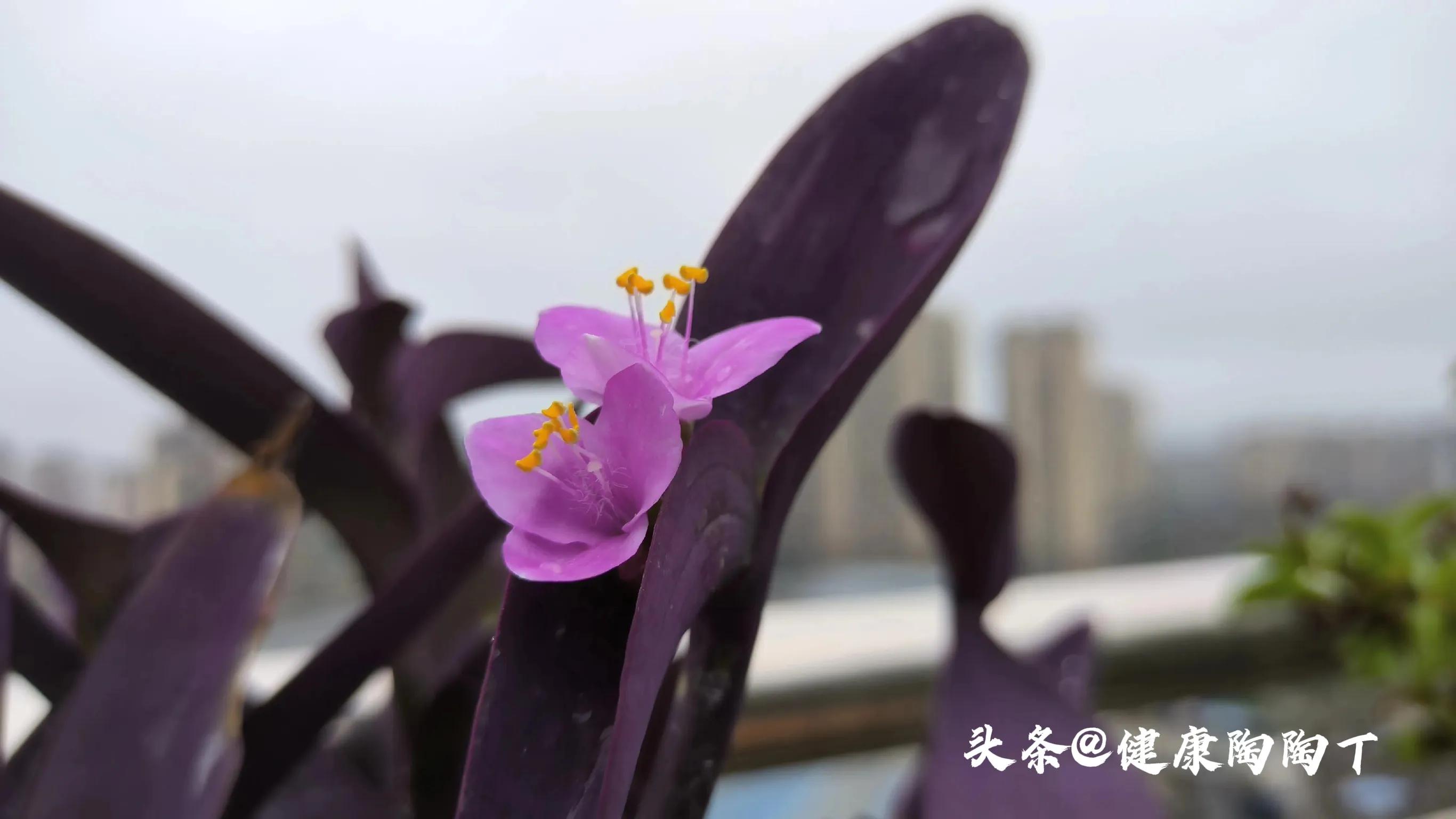 美丽的星期天小号音乐,美丽的星期天完整版