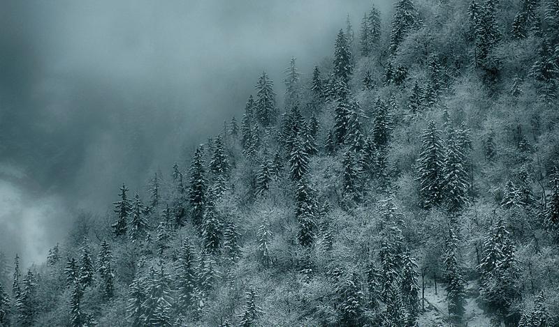 美国的摇钱树，收集到这种昂贵的树脂，就能轻松月入百万