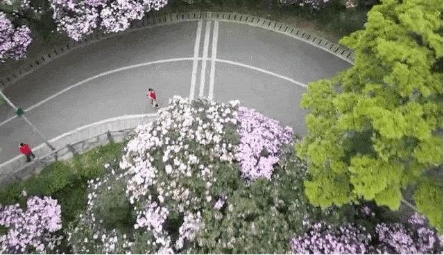 深圳3月14个赏花胜地全部免费,深圳清明节踏青赏花好去处