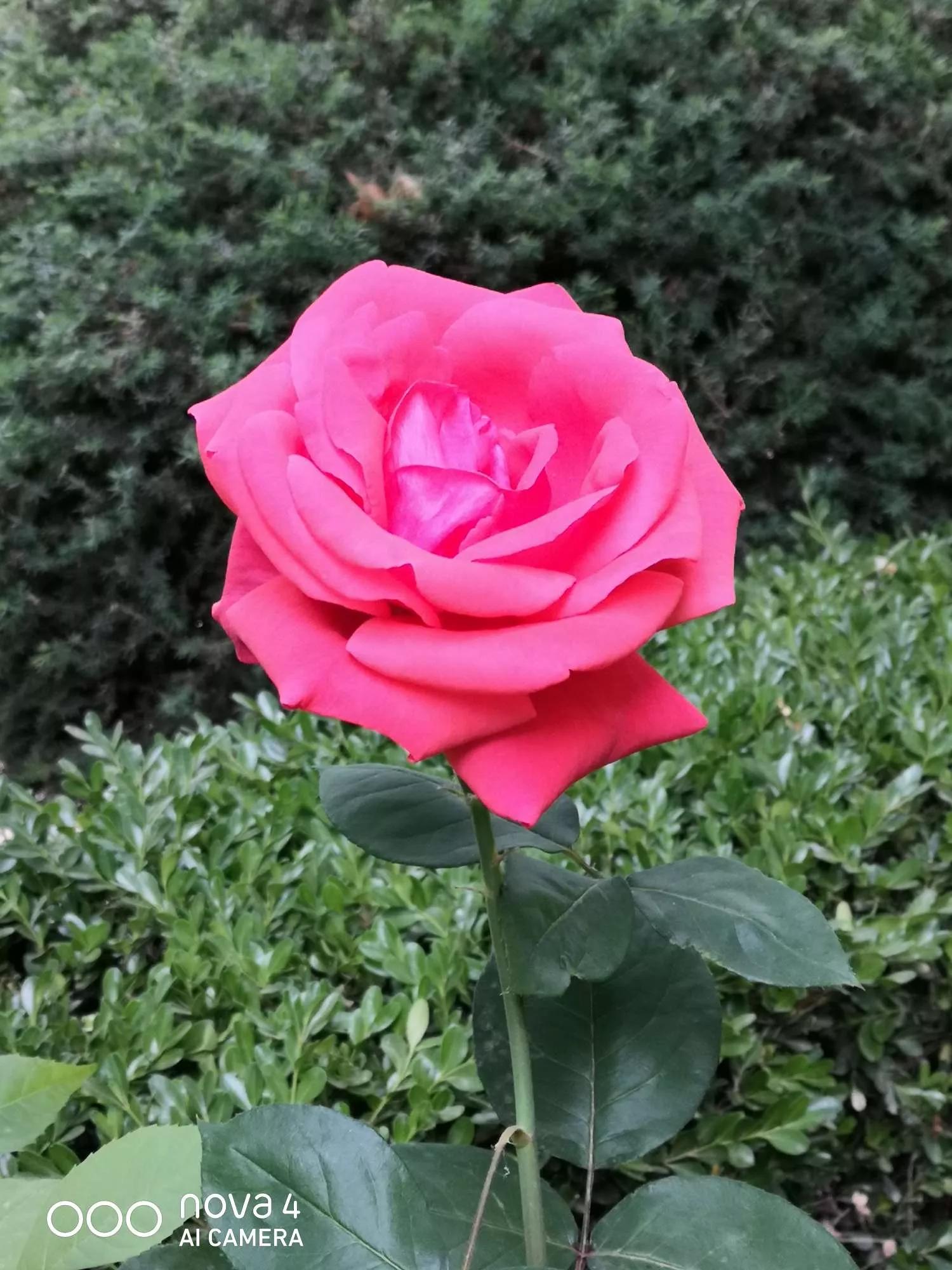 月季品种醉花,月季品种大全及图片欣赏