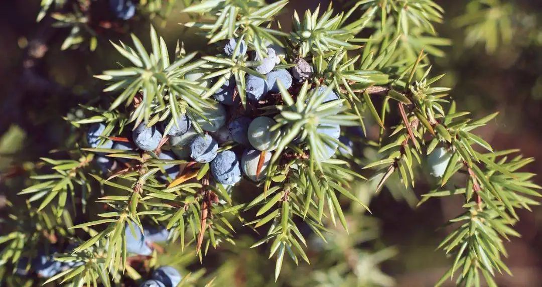 怎样快速了解酒知识,金酒基本知识定义