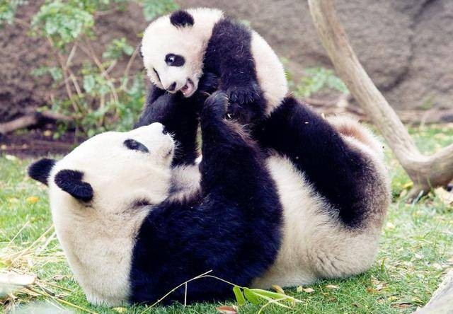 美国政客的抹黑言论集锦,吐槽美国大熊猫事件