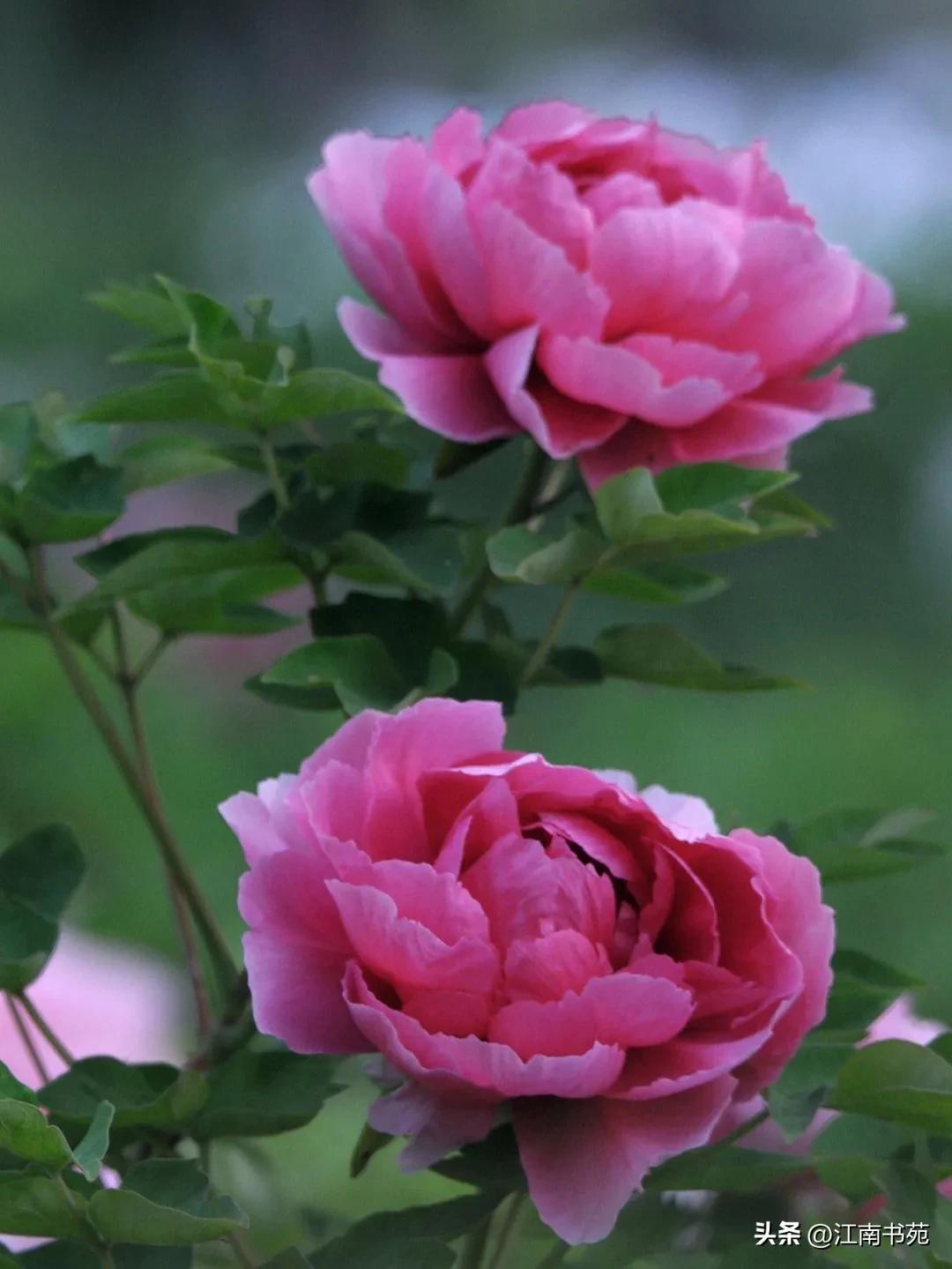 世界独一无二中国国花洛阳牡丹,洛阳牡丹定为国花的理由