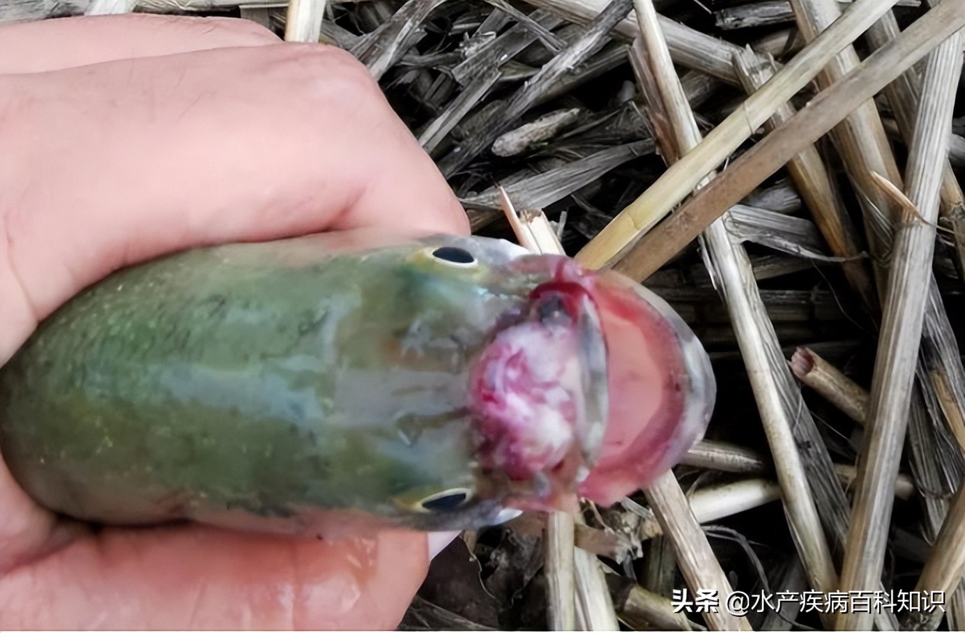 怎么预防鱼烂头烂尾,鱼有烂嘴和烂尾的情况怎么办