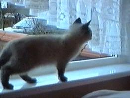 盘点那些特别反骨的猫,这6种猫堪称猫界渣王谁养谁吃亏