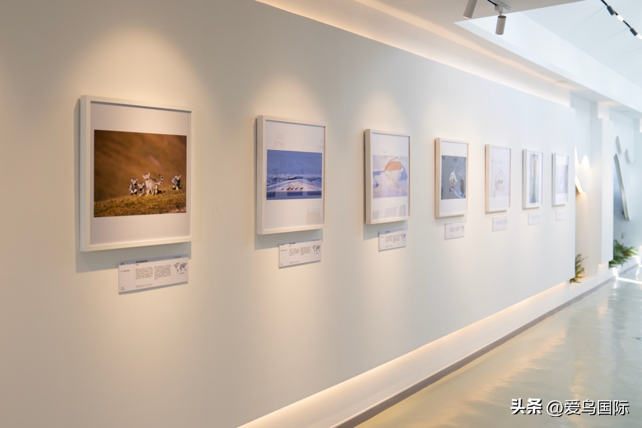 Alpha 1鸟种“加新”之旅 索尼云南拍鸟活动手记