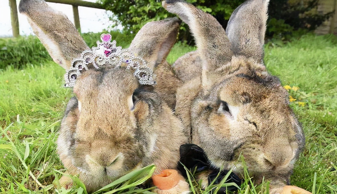 世界上最可怕的10种变异蜗牛,世界上最稀有的蜗牛品种