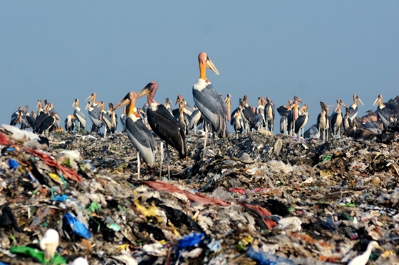 印度垃圾山养出巨鸟，比小孩还高，为何当地贫民吃垃圾也不吃它？