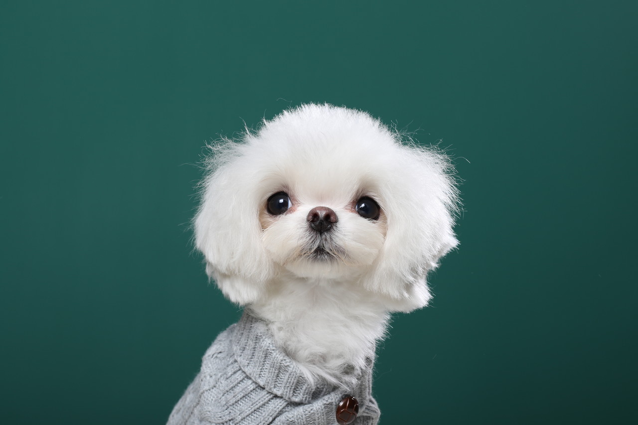 成年的狗狗得细小的症状是什么,狗狗得细小是什么病什么症状