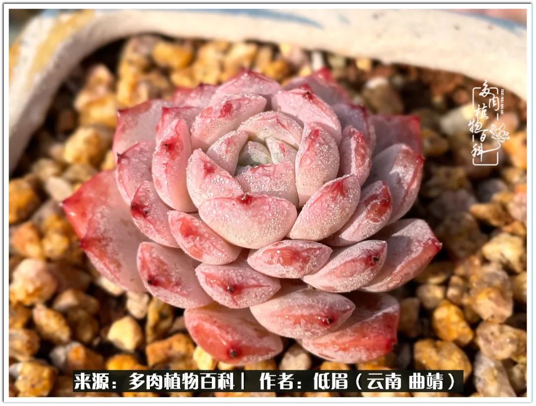 玉露多肉冬季分盆,玉露多肉怎样才能晶莹剔透