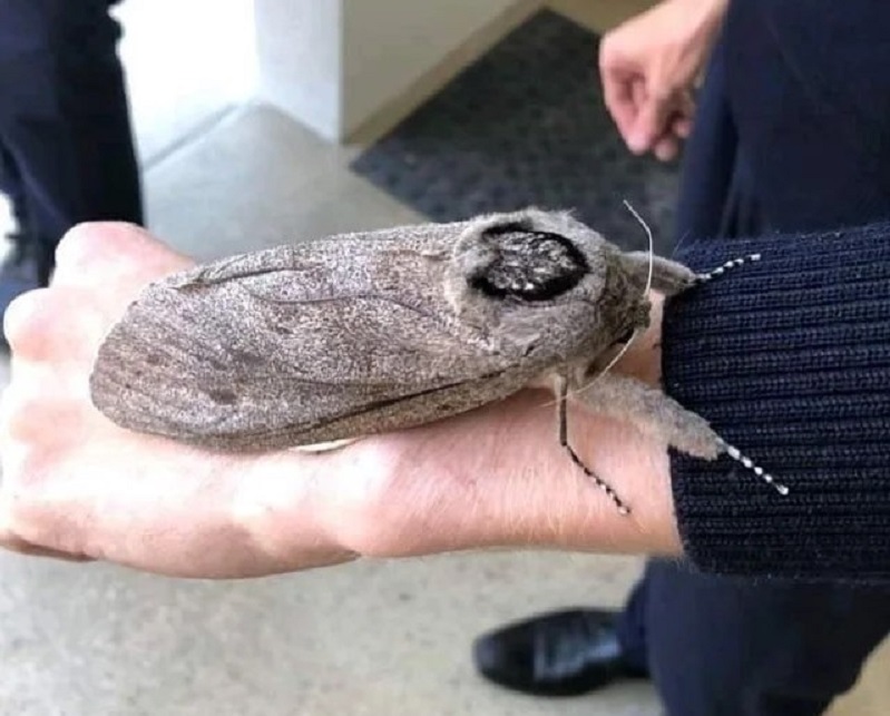 印度男子骑自行车去瑞典,印度小伙骑自行车追求瑞典女孩