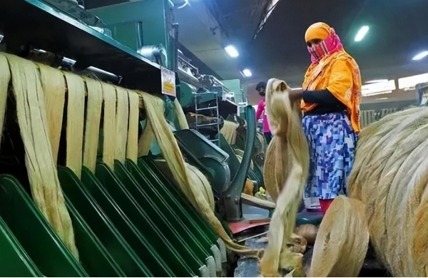 我国早就淘汰，在南亚却养活近千万人，本地人：这是“黄金纤维”